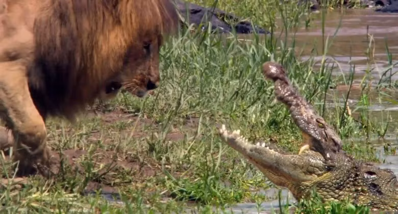 Một trong những trận chiến dữ dội nhất trong vương quốc động vật là giữa chúa tể muôn loài sư tử, đại diện động vật trên cạn và cá sấu khổng lồ, sát thủ động vật khét tiếng. Kết quả của trận chiến sử thi này phụ thuộc vào việc con cá sấu có kéo được sư tử xuống nước hay không. Nếu nó kéo được sư tử xuống nước, phần thắng gần như chắc chắn thuộc về cá sấu sát thủ.