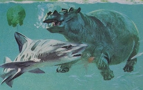 Cá mập bò và hà mã tử chiến, phần thắng thuộc về hà mã. Nhiều người có thể ngạc nhiên vì cá mập vô cùng nhanh nhẹn và cú đớp của nó lấy mạng nhiều người nhưng một khi hà mã đã đớp được thân cá mập, đó chính là giờ phút con cá mập đứt làm đôi bởi lực cắn ngàn cân của hàm hà mã.
