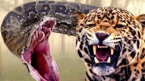 Trăn khổng lồ và báo đốm luôn luôn không kiêng dè nhau nhưng khi tử chiến, trăn khổng lồ thường giành chiến thắng bằng cách chịu thiệt ban đầu để rồi âm thầm siết chặt mãnh thú bốn chân, khiến nó kiệt sức dần cho đến chết.