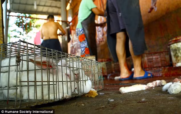 Hàng triệu con thỏ và những động vật khác đã bị giết hại tàn nhẫn.