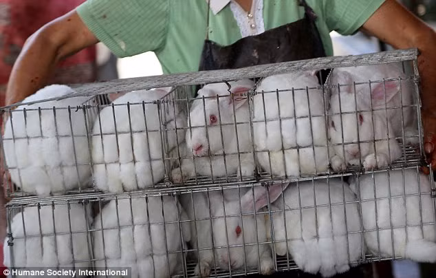 Những con thỏ hoảng sợ khi bị nhốt trong lồng, chờ đến lượt bị giết.