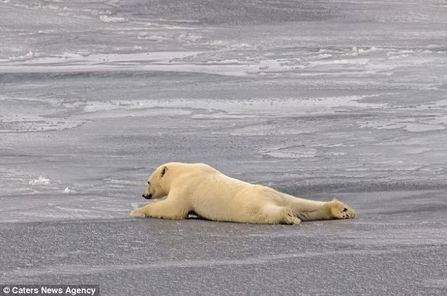Trong một thời điểm, gấu Bắc cực đã quyết định nằm hẳn xuống để trườn đi, giảm thiểu rủi ro rơi xuống nước.