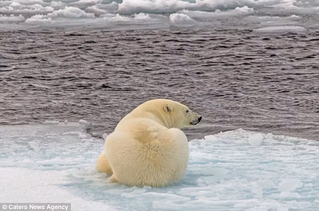 Cuối cùng nỗ lực của nó đã thành công khi nó đi được đến lớp băng dày, nơi nó có thể đi đứng bình thường, thoải mái chạy nhảy.