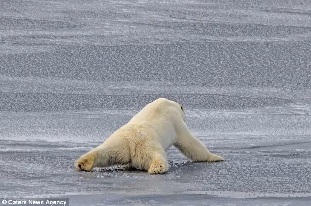 Nó dẫm nhẹ vài cái để thăm dò độ cứng của lớp băng trước mặt, sau khi thấy yên tâm, nó bước dài và nhoài người, gần như nằm xuống để trọng lực không dồn về một bước chân khiến băng nứt.