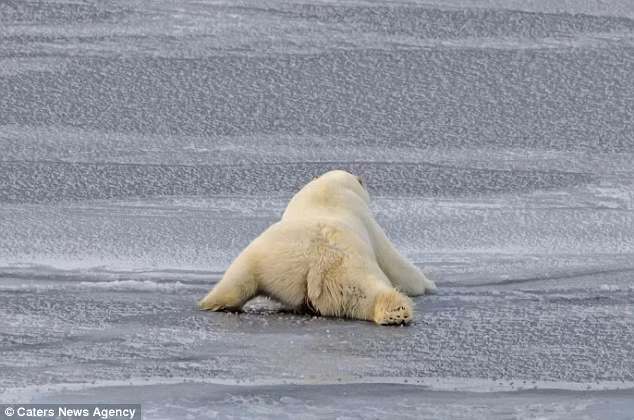 Gấu Bắc cực cũng rất bạo dạn, không kiêng dè những ánh mắt chăm chú của nhiếp ảnh gia và mọi người đang nhìn về phía mình.