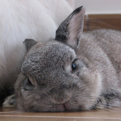 Không có ai, không có một việc gì có thể khiến con thỏ này sửa tật mê ngủ.