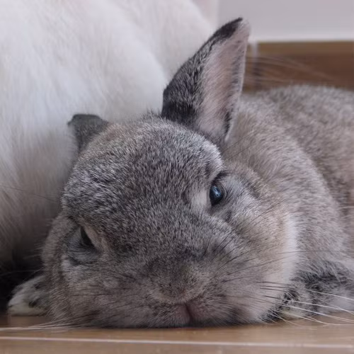 Không có ai, không có một việc gì có thể khiến con thỏ này sửa tật mê ngủ.