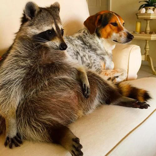 Lười di chuyển đến mức bụng càng ngày càng to, đi lại càng ngày càng bất tiện nhưng con gấu mèo này không thèm quan tâm.