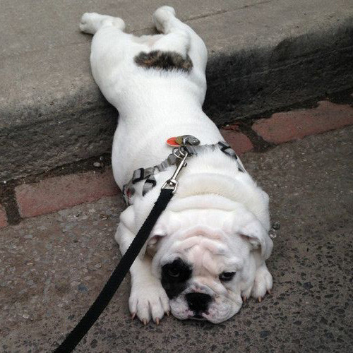 Bị chủ bắt đi dạo giảm béo, chú chó pug này nằm lỳ ra đường thi gan.