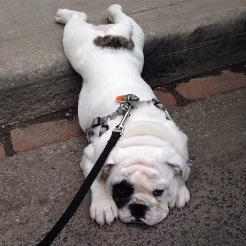 Bị chủ bắt đi dạo giảm béo, chú chó pug này nằm lỳ ra đường thi gan.