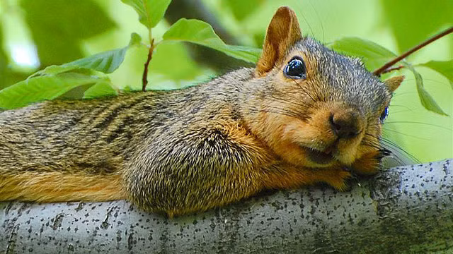 Bị đánh thức khi nghe tiếng chụp ảnh, con sóc lười nhác vẫn chưa tỉnh ngủ sau giấc mơ trưa.