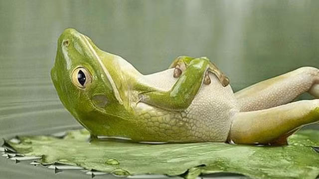 Chán bắt con mồi, ếch xanh nằm kềnh ra lá sen ôm bụng ngủ, quyết tâm lười đủ độ để lọt top những con vật lười nhất thế giới.