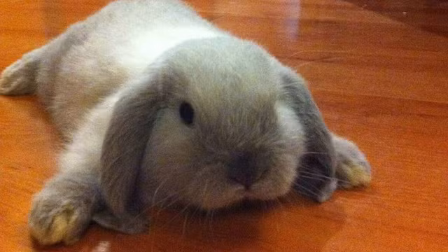 Chán không muốn di chuyển, chú thỏ này xòe tứ chi giữa nhà "ăn vạ" chủ nhân bế nó vào giường.