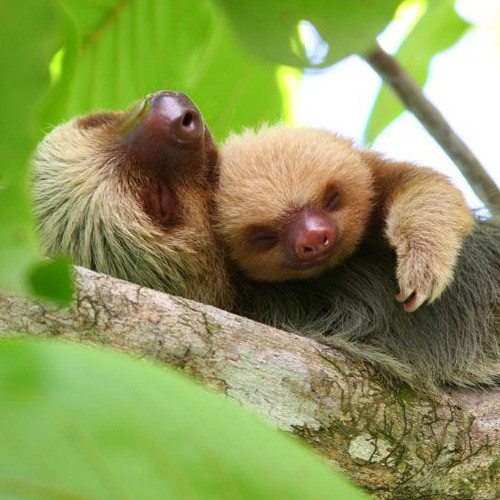 Nhắc đến những con vật lười nhất, không thể bỏ qua con lười, một trong những loài động vật khiến người khác phát cáu vì sự chậm chạp của mình.