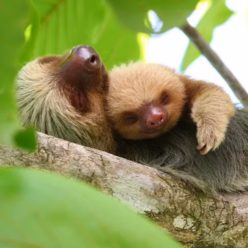 Nhắc đến những con vật lười nhất, không thể bỏ qua con lười, một trong những loài động vật khiến người khác phát cáu vì sự chậm chạp của mình.