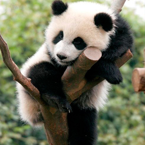 Gấu trúc nằm ì trên cây, lười đến nỗi không buồn tuột xuống đất để ngủ.