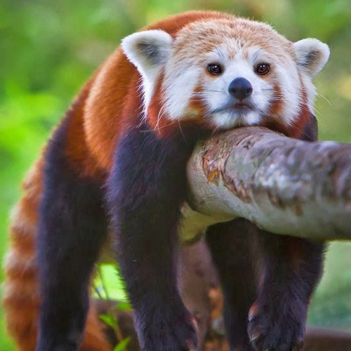 Gấu trúc đỏ vắt mình trên cây, không buồn động đậy vì quá lười.