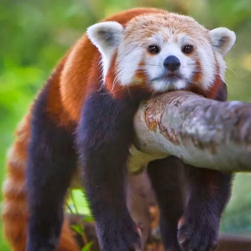 Gấu trúc đỏ vắt mình trên cây, không buồn động đậy vì quá lười.