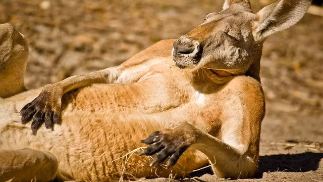 Chú kangaroo nằm phơi nắng cả ngày, không muốn làm việc gì khác.