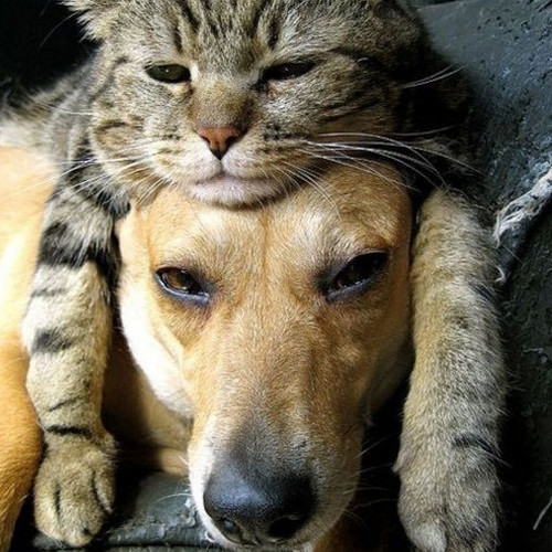 Lười cả đôi, chó và mèo không thèm gây hấn với nhau mà cùng thi nhau ngủ.