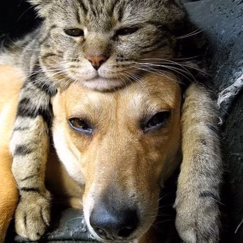 Lười cả đôi, chó và mèo không thèm gây hấn với nhau mà cùng thi nhau ngủ.