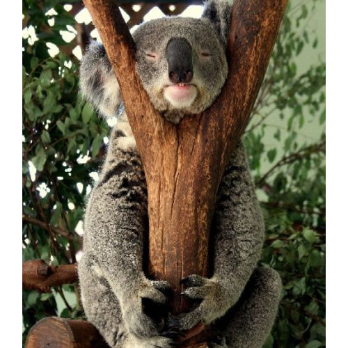 Một ngày dành ra 23 tiếng để ngủ, con gấu koala này là ứng cử viên sáng giá cho chức vô địch động vật lười nhất thế giới.