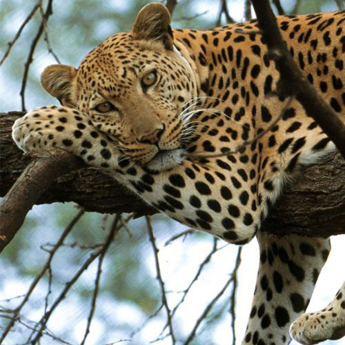 Báo đốm làm biếng, vắt vẻo trên cây không chịu vận động.