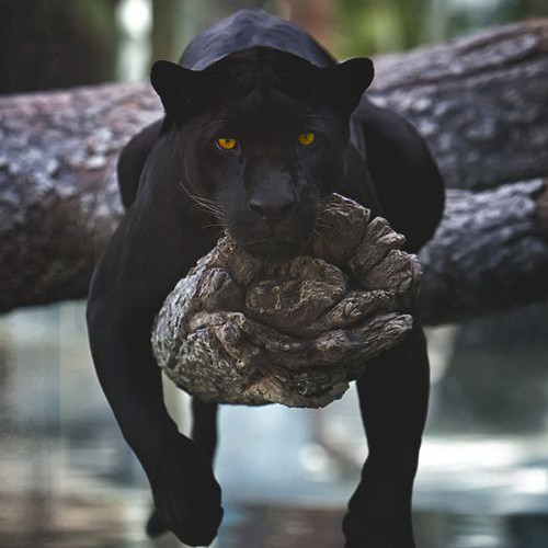 Khi báo đen lười biếng, thả lỏng cơ thể không muốn làm bất cứ việc gì, trông nó đáng yêu chẳng khác nào một con mèo mun khổng lồ.