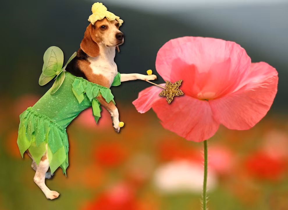 Nàng chó biến mình thành nàng tiên hoa lộng lẫy.