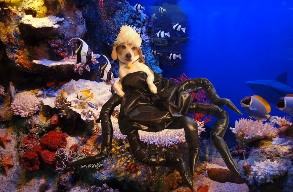 Phù thủy Ursula trong bộ phim "Nàng Tiên cá" cũng bị Cooper đạo nhái trang phục.