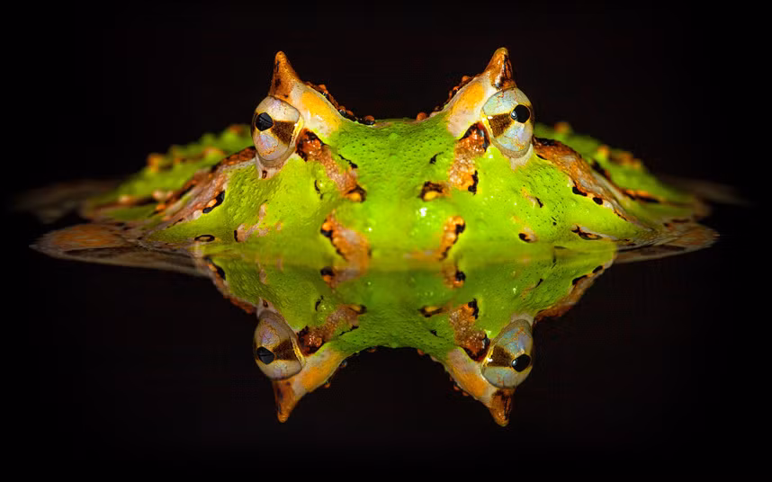 Con ếch sừng này trông như một con ếch bốn mắt khi hình ảnh của nó phản chiếu hoàn hảo dưới làn nước đêm.