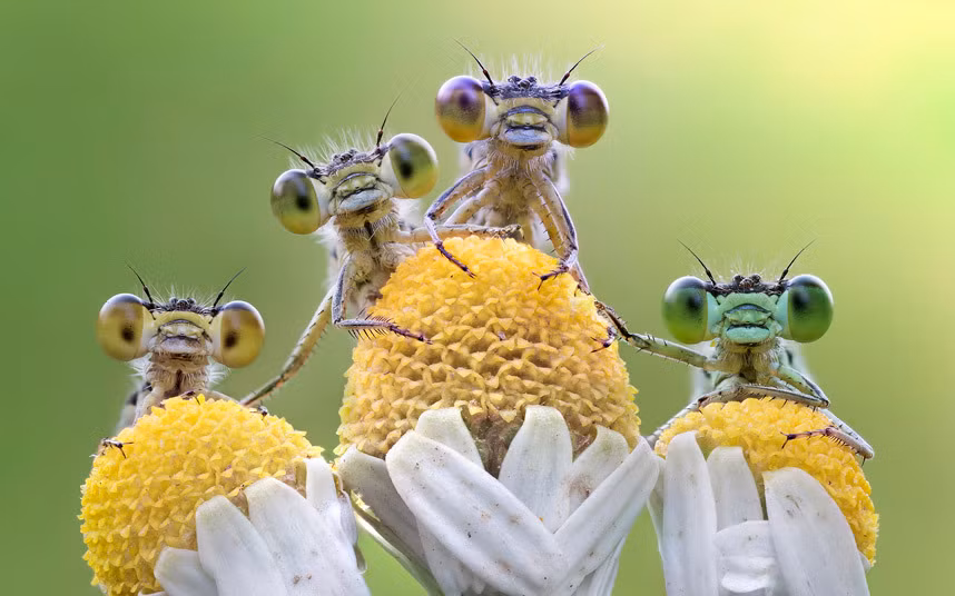 Chuồn chuồn mắt lồi nhìn chằm chằm vào ống kính của nhiếp ảnh gia Roberto Aldrovandi ở Reggio Emilia, Ý.