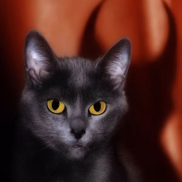 Con mèo ma quỷ này xuất hiện trong những câu chuyện truyền miệng vào thế kỷ 19 nhưng nổi tiếng nhất qua bài thơ của Johannes ur Kotlum.