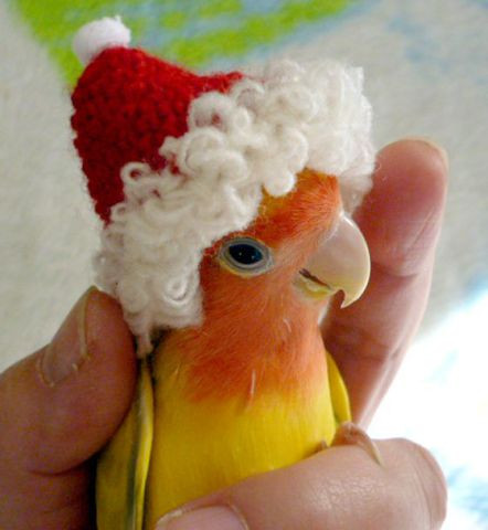 Được chủ nhân sắm mũ ông già Noel cho, vẹt ta vô cùng đắc ý đòi chụp ảnh.