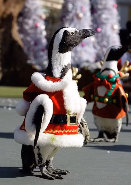 Một chàng cánh cụt khoe trang phục ông già Noel cực bắt mắt của mình.