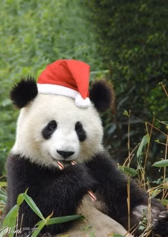 Hưởng ứng không khí Giáng sinh, chú gấu trúc này cũng diện ngay chiếc mũ đặc trưng màu đỏ, trắng.