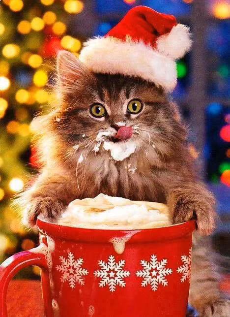 Cả năm chỉ mong đến dịp lễ Noel để được ăn uống thả ga, cô mèo diện đồ Giáng sinh từ rất sớm.