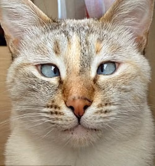 Muni là cô mèo mắt lác mới đây đã chính thức ghi tên mình vào danh sách những con mèo nổi tiếng thế giới bởi sự khác biệt dễ thương của mình.