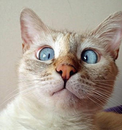 Muni là một cô mèo thuộc giống mèo Xiêm, năm nay 3 tuổi, là thú cưng rất được yêu thích của gia đình cô Ani Hovsepian, hiện đang sống ở Cộng hòa Armenia.