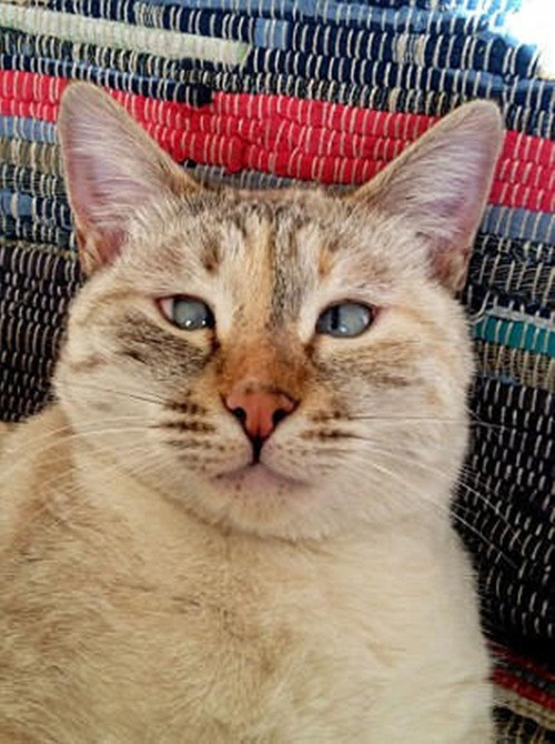 Hiện Muni đã chính thức trở thành một ngôi sao động vật, chủ sở hữu của Muni cho biết, cô nàng cũng rất thích cảm giác được chú ý.