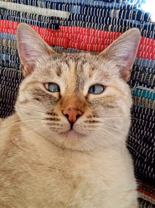 Hiện Muni đã chính thức trở thành một ngôi sao động vật, chủ sở hữu của Muni cho biết, cô nàng cũng rất thích cảm giác được chú ý.