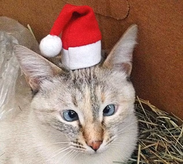 Theo lời cô Ani Hovsepian, cô đã nhận nuôi Muni khi tình cờ thấy cô mèo này đang lang thang trên phố với chiếc bụng lép kẹp và đôi mắt lác đặc biệt.