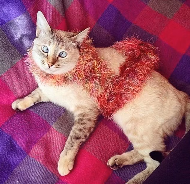 Tuy vậy, cô mèo đáng yêu này vẫn có thể sinh hoạt bình thường, nghịch ngợm, nô đùa như bất kỳ con mèo nào. Cô có thể tự do di chuyển trong nhà, các chướng ngại vật không phải là vấn đề với Muni.