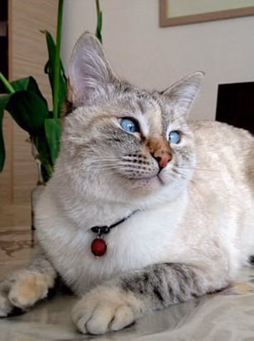 Ani Hovsepian dành nhiều giờ trong ngày để chơi với Muni và chụp ảnh cô nàng.