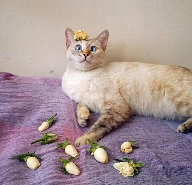 Đôi mắt lác còn khiến cô nàng trở nên nổi tiếng sau khi một đoạn clip quay lại cảnh Muni làm biếng, nằm lười được chủ nhân quay lại, chia sẻ trên mạng xã hội.