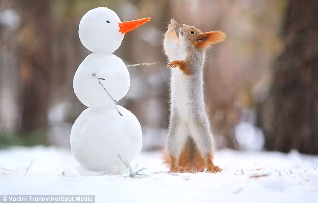 Sóc tinh nghịch đọ chiều cao với người tuyết tý hon.