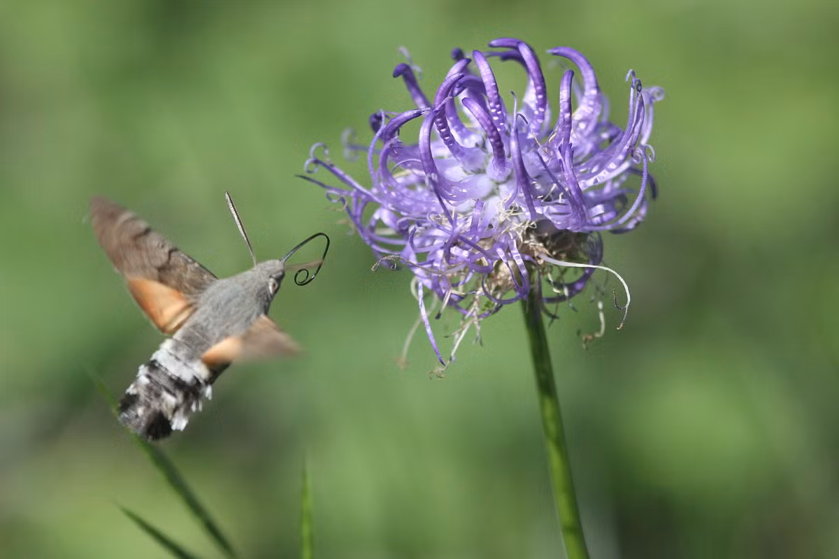 Phân bố ở khắp châu Âu, châu Á và Bắc Phi, loài bướm đêm diều hâu này thường được những nhiếp ảnh gia động vật hoang dã bắt được những khoảnh khắc đẹp.