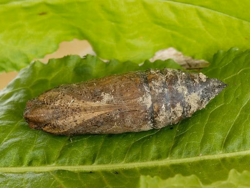 Sau đó, giống như nhiều loài côn trùng có cánh khác, nó bước vào giai đoạn kén của mình.