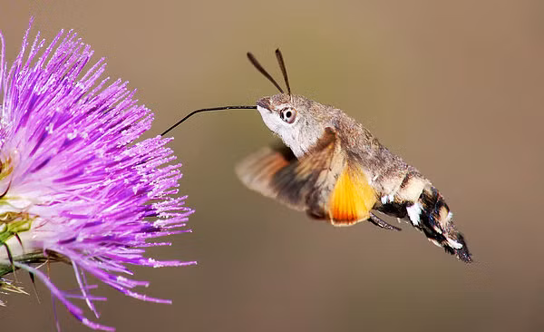 Nếu nhìn từ khoảng cách một vài mét, chúng ta hoàn toàn có thể nhầm lẫn hai loài vật này với nhau.