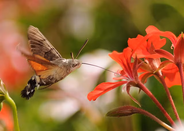 Loài hoa chúng yêu thích nhất là hoa kim ngân.